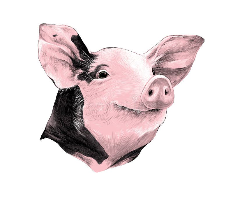 Kopf des beschmutzten Schweinskizzenvektors lizenzfreie abbildung Kopf des beschmutzten Schweinskizzenvektors lizenzfreie abbildung