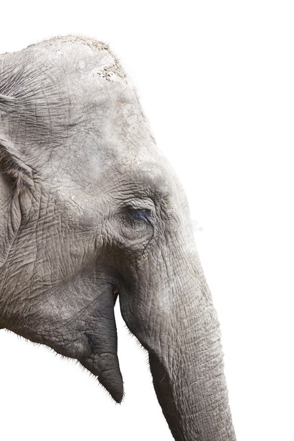 Elefant-Kopf stockfoto. Bild von braun, kopf, ausschnitt - 17858158