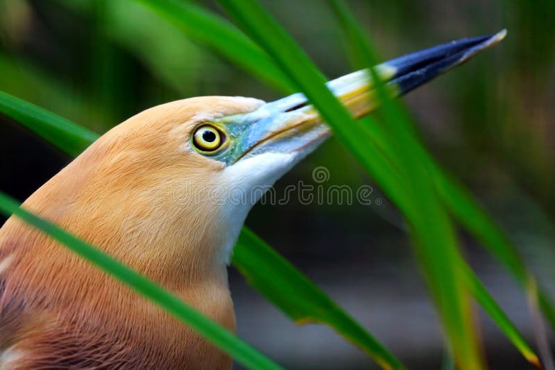 Kopf eines javan Teichreihers, der zwischen Gräsern sitzt und aufwärts schaut stockbild