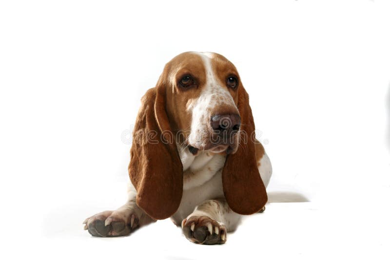 Kopf und Tatzen des netten Dachshundjagdhundhundes stockfotografie Kopf und Tatzen des netten Dachshundjagdhundhundes stockfotografie