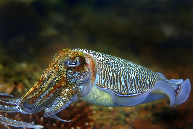 Kopffüßer lizenzfreies stockbild Kopffüßer lizenzfreies stockbild