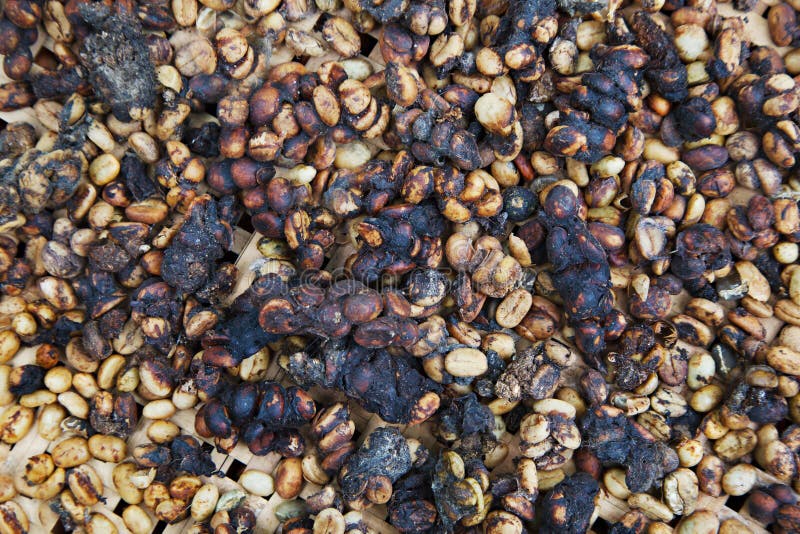 Kopi luwak is de duurste koffie van de wereld stock afbeelding Kopi luwak is de duurste koffie van de wereld stock afbeelding