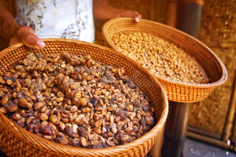  Kopi  luwak  stock photo Image of crop indonesia  closeup 