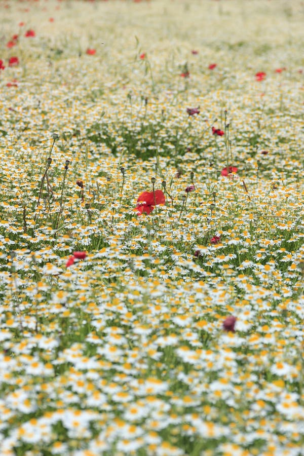 Koppla av naturen: vallmo i ett vitt hav av kamomillen blommar Vår: vallmo i ett fält med blommor Italien royaltyfria bilder Koppla av naturen: vallmo i ett vitt hav av kamomillen blommar Vår: vallmo i ett fält med blommor Italien royaltyfria bilder