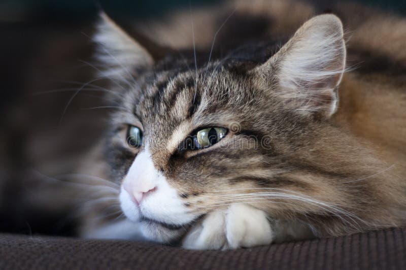 Kopplat av och le den norska skogkatten fotografering för bildbyråer Kopplat av och le den norska skogkatten fotografering för bildbyråer