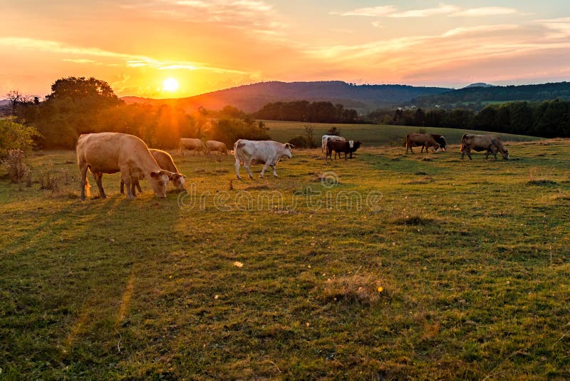 Kor bak en flammande himmelsolnedgång arkivfoto Kor bak en flammande himmelsolnedgång arkivfoto