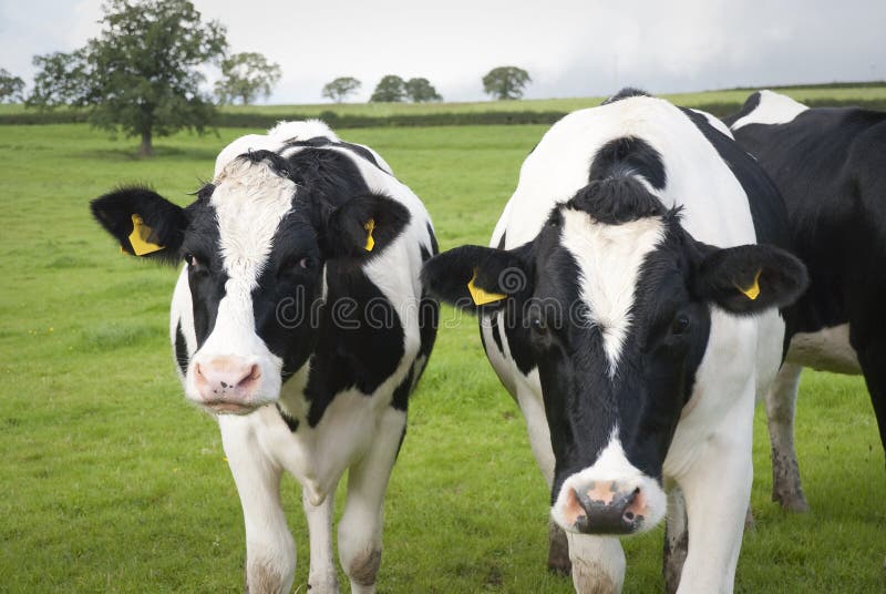 Kor för mejerilantgård i UK