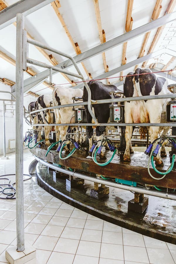 Kor i mejerilantgården, ko som mjölkar lättheten