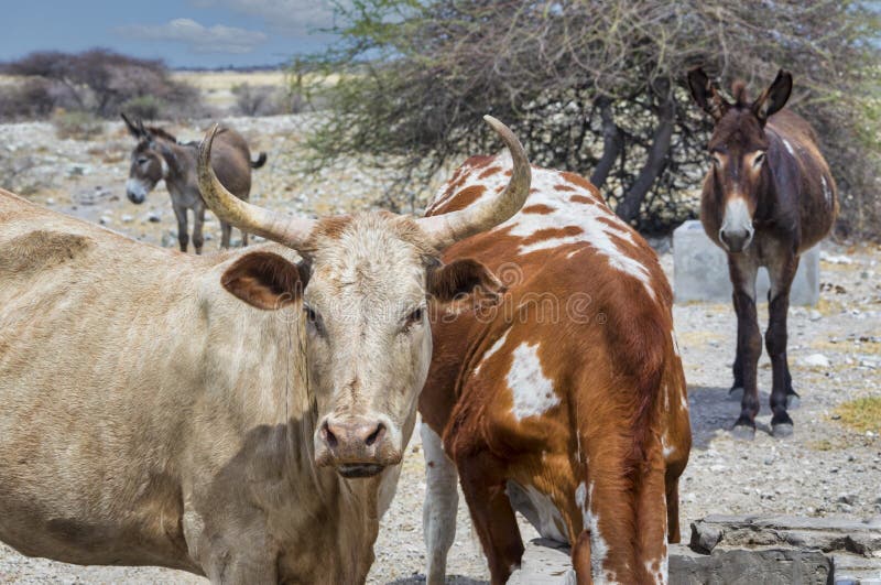 Few donkeys and cows at the waterhole drinking water, African farming. Few donkeys and cows at the waterhole drinking water, African farming