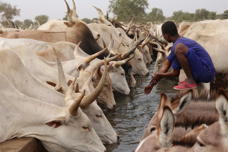 A cattle of cows and some donkeys are drinking in the north of Senegal. Picture taken during the dry season when cattle are particularly thirsty. A cattle of cows and some donkeys are drinking in the north of Senegal. Picture taken during the dry season when cattle are particularly thirsty.