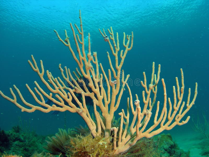 Coral and diver in background underwater in the ocean. Coral and diver in background underwater in the ocean.