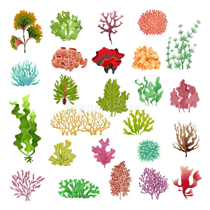 Koral i gałęzatka Podwodna flora, wod morskich gałęzatek akwarium gemowy kelp i korale Ocean zasadza wektoru set ilustracja wektor