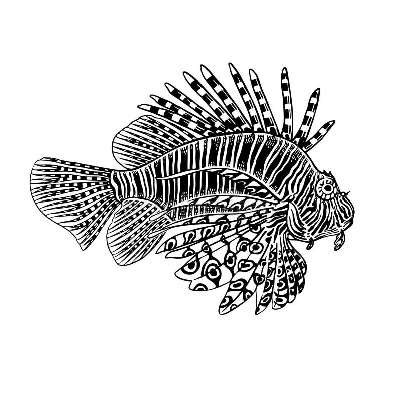 Koral rybia zebra odizolowywająca na białym tle royalty ilustracja