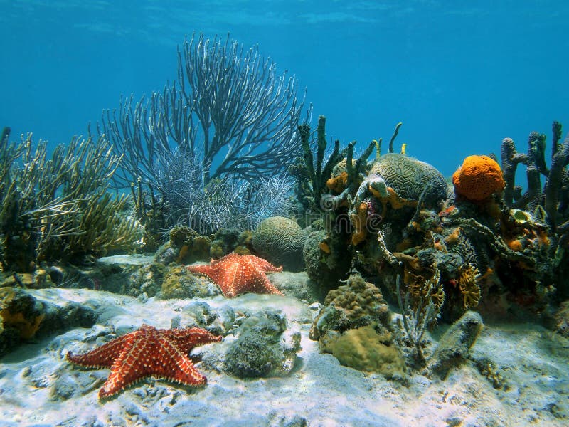 Koral z rozgwiazdą pod wodą