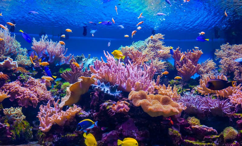 korala ryba rafa tropikalna