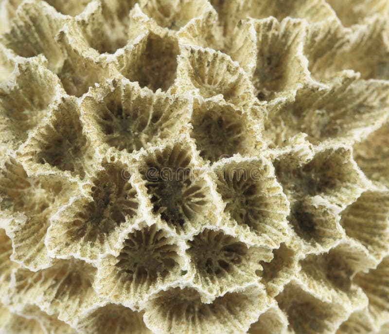Korallrocktextur arkivfoto. Bild av prydnad, barrikaden - 18654918