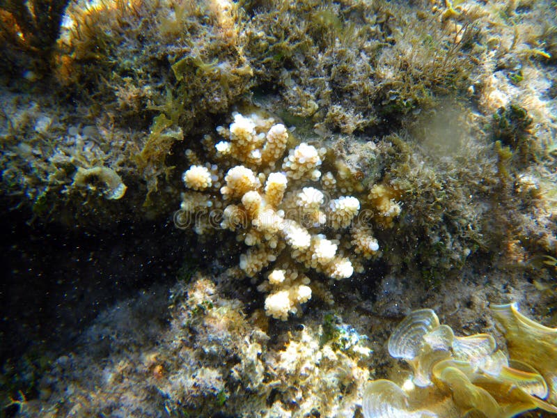 Korall och alger royaltyfri bild Korall och alger royaltyfri bild