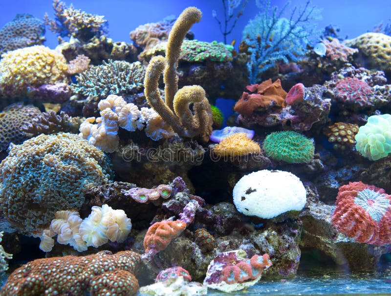 Korall är Saltwaterakvariet