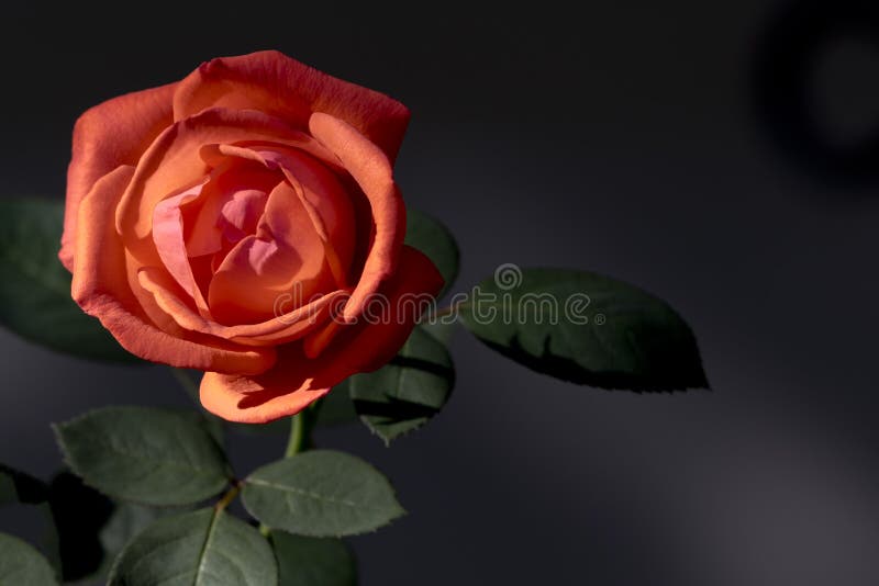 Korallenorangefarben einer Rose im Herbstgarten lizenzfreies stockfoto Korallenorangefarben einer Rose im Herbstgarten lizenzfreies stockfoto