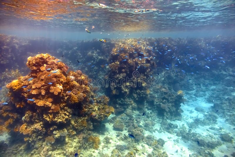 Korallenriff im Roten Meer lizenzfreie stockfotos Korallenriff im Roten Meer lizenzfreie stockfotos