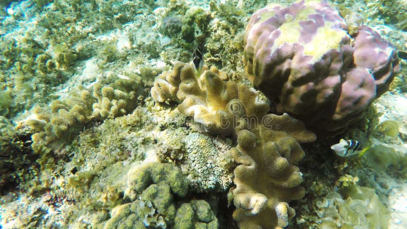 Korallenriff und tropische Fische