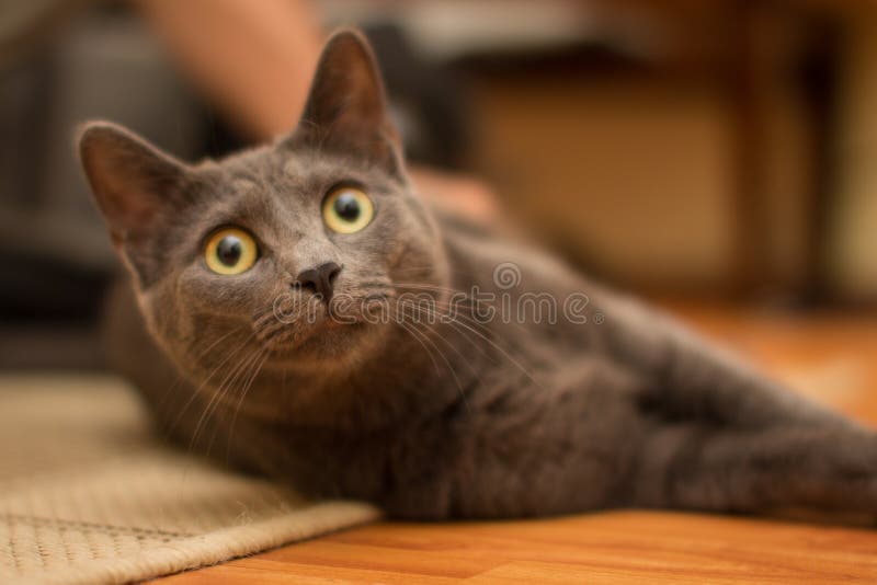 Korat kot zdjęcie stock Korat kot zdjęcie stock
