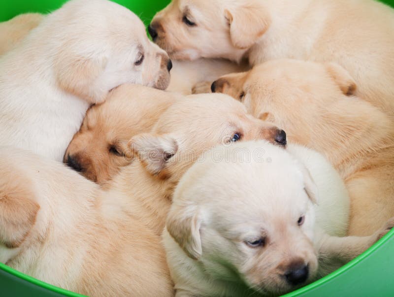 Korb voll von Labrador-Welpen, die zusammen streicheln lizenzfreie stockbilder Korb voll von Labrador-Welpen, die zusammen streicheln lizenzfreie stockbilder