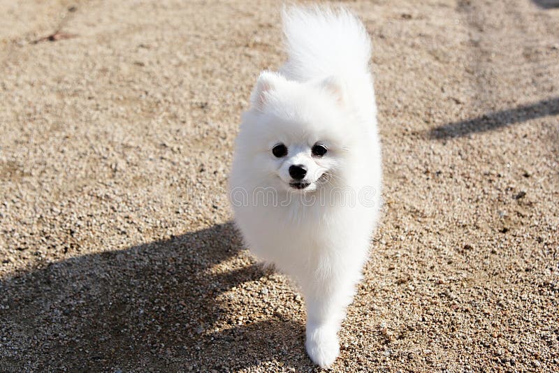 Korea dog stock image. Image of taking, exercise, korea 207696901