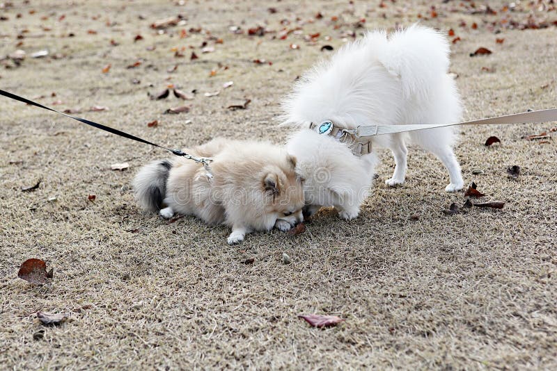 Korea dog stock image. Image of scenery, owner, autumn 207697535