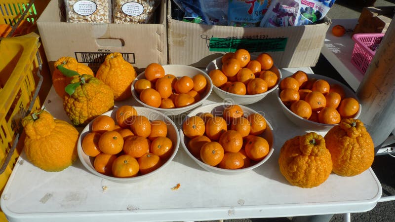 Korea Jeju Island Jeju-do Mandarin Orange tangerine giant oranges royalty free stock photos Korea Jeju Island Jeju-do Mandarin Orange tangerine giant oranges royalty free stock photos