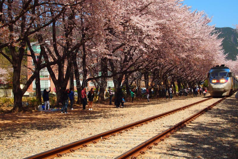Korea schöner Sakura in der Bahnstation stockfotografie
