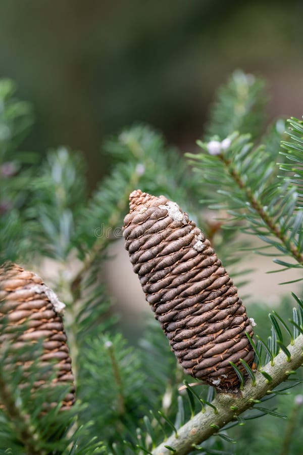 Korea's Small Pine Cones Stock Photo by ©hssbb79 210101936