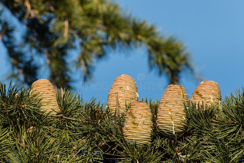 Korea's Small Pine Cones Stock Photo by ©hssbb79 210101936