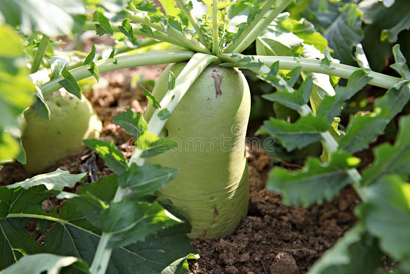This is Korean Vegetable Radish Stock Photo Image of rootvegetables