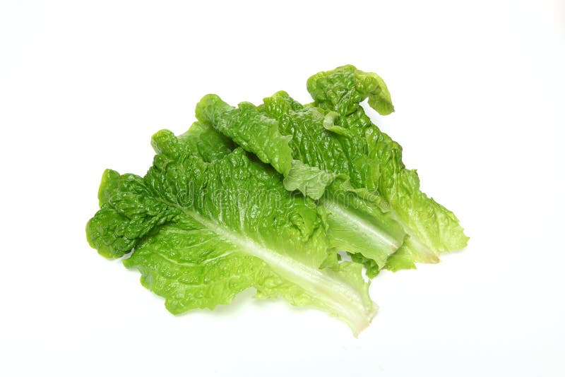 Korean lettuce stock image. Image of lettuce, organic 84931973