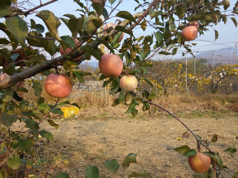 Korean orchard stock image. Image of korea, korean, apple 49956867