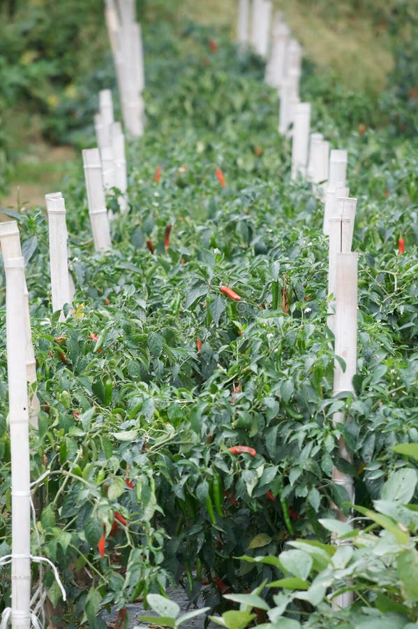 Korean Peppers stock photo. Image of pole, grow, chili 6472140