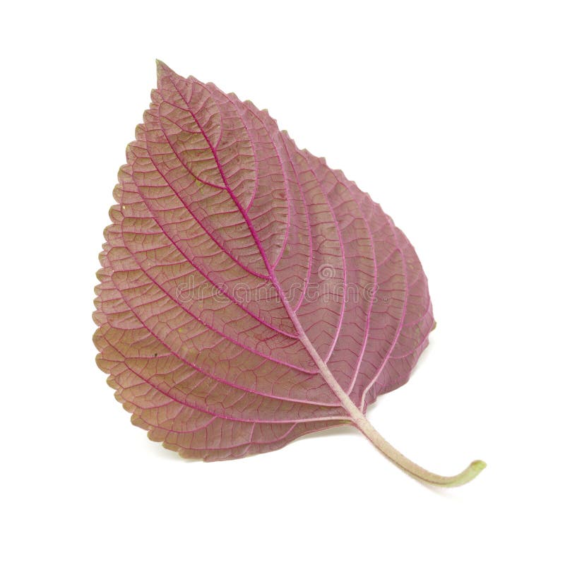 Purple korean Perilla Leaf stock image. Image of garden