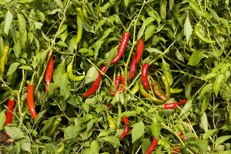 Korean Red Peppers stock photo. Image of agriculture, pepper 3327608