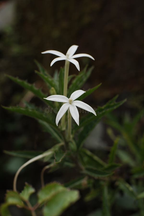 Korejat-Blume mit unscharfer Bildanzeige lizenzfreie stockbilder