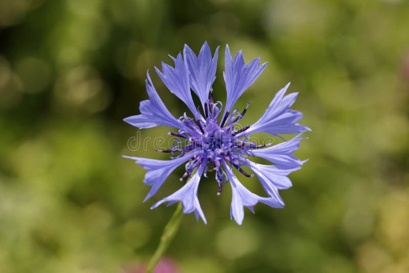 Korenbloem, cyanus Centaurea royalty-vrije stock foto's Korenbloem, cyanus Centaurea royalty-vrije stock foto's
