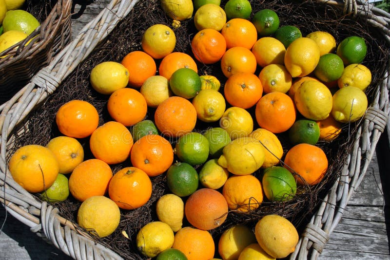 Korg av citrusfrukter arkivbild Korg av citrusfrukter arkivbild