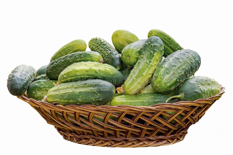 Korg med nya gurkor som isoleras på en vit bakgrund arkivfoto Korg med nya gurkor som isoleras på en vit bakgrund arkivfoto