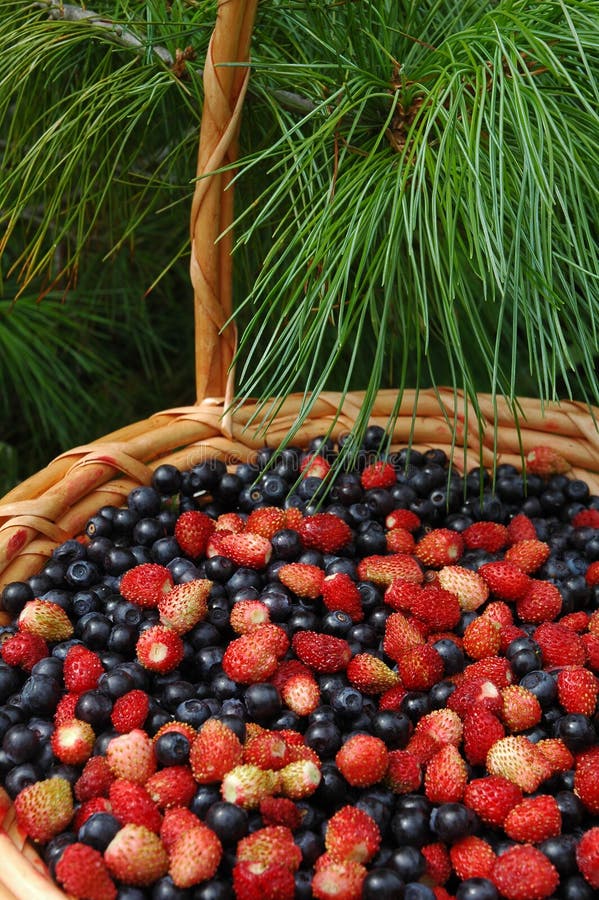 A basket containing wild strawberries and bilberries. A basket containing wild strawberries and bilberries