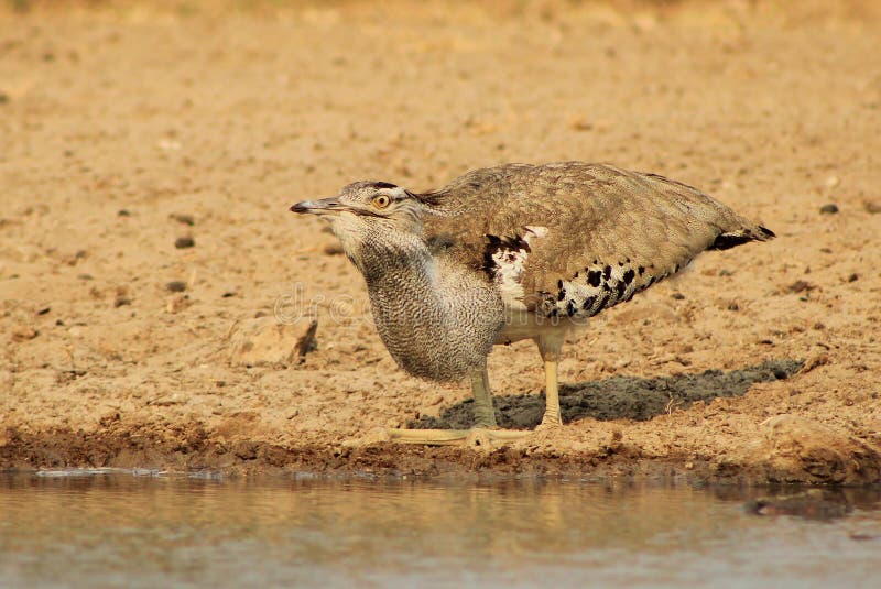 Kori Bustard - Natural fly trap