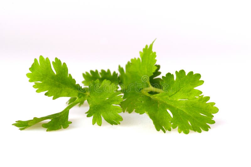 Koriander, Alias Koriander, Lokalisiert Auf Weiß Stockfoto Bild von