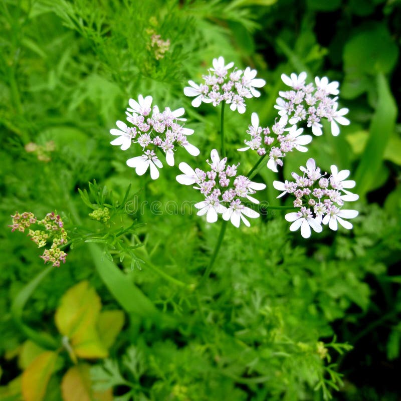 KorianderAnlage Im Garten Nannte Auch Coriander Und