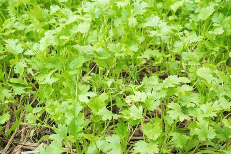 Korianderjonge plant stock afbeelding Korianderjonge plant stock afbeelding
