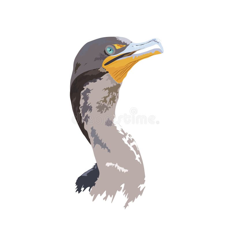 Kormoran, ausführliche und realistische Digital-Illustration der Florida-Everglades-Nationalpark-wild lebenden Tiere - lizenzfreie abbildung Kormoran, ausführliche und realistische Digital-Illustration der Florida-Everglades-Nationalpark-wild lebenden Tiere - lizenzfreie abbildung