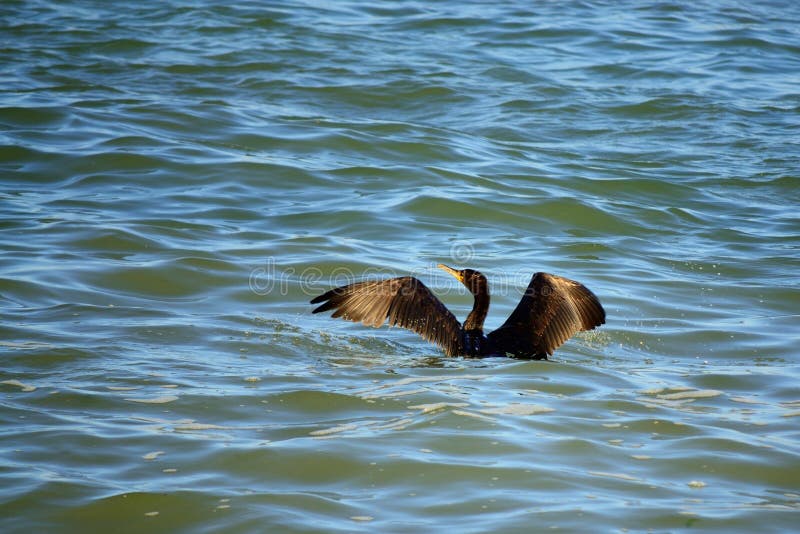 Kormoran gelandet im Meer stockfotografie Kormoran gelandet im Meer stockfotografie